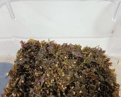 家常紫菜大变身-香脆紫菜碎的做法 步骤9