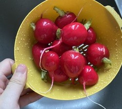 开胃小菜🥗樱桃萝卜