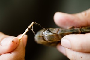 茄汁大虾（3000人做过后的进阶版本）的做法 步骤2