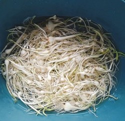 朝鲜族特色下饭小菜【拌小根蒜泡菜】的做法 步骤5