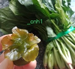 水晶花&水晶白菜*水晶饺系列A的做法 步骤30