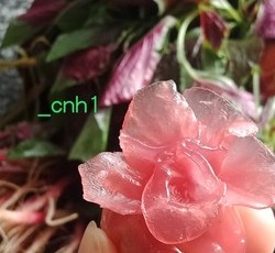 水晶花&水晶白菜*水晶饺系列A的做法 步骤29