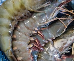 白灼汁蘸大虾🍤