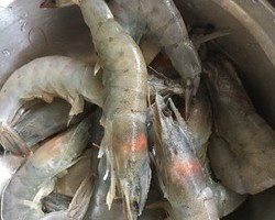 家常菜༄「酱香鲜虾🦐芸豆」༄的做法 步骤2