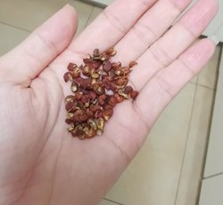 白菜炖粉条的做法 步骤8